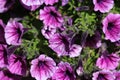 Garden petunia hybrid (Petunia Ãâ atkinsiana) in garden, blooming in spring